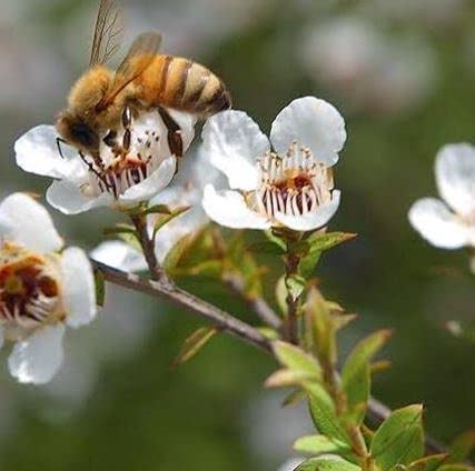 3Bee Manuka honey drops New Zealand origin badge on packaging.