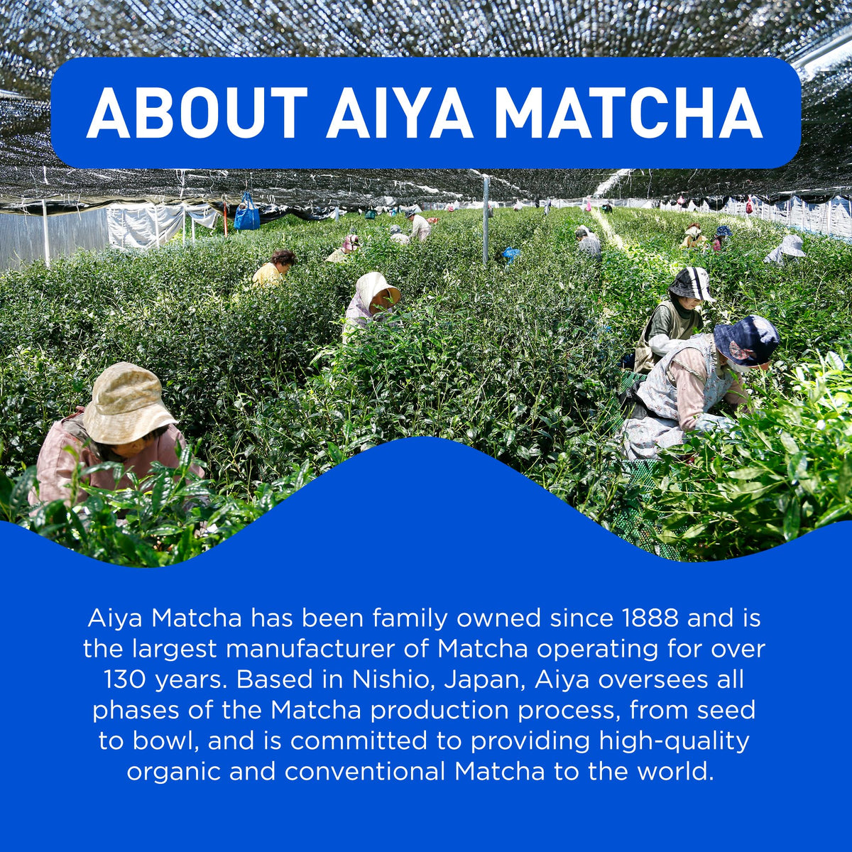 AIYA Sugar-Free Matcha To Go Stick vibrant green color in a glass.