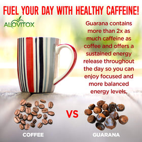 Alovitox organic guarana seeds on a Brazilian farm, illustrating sustainable sourcing