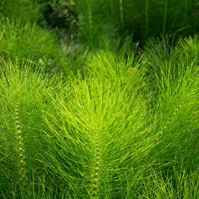 Alpi Nature Horsetail Tea field habitat image emphasizes natural sourcing.