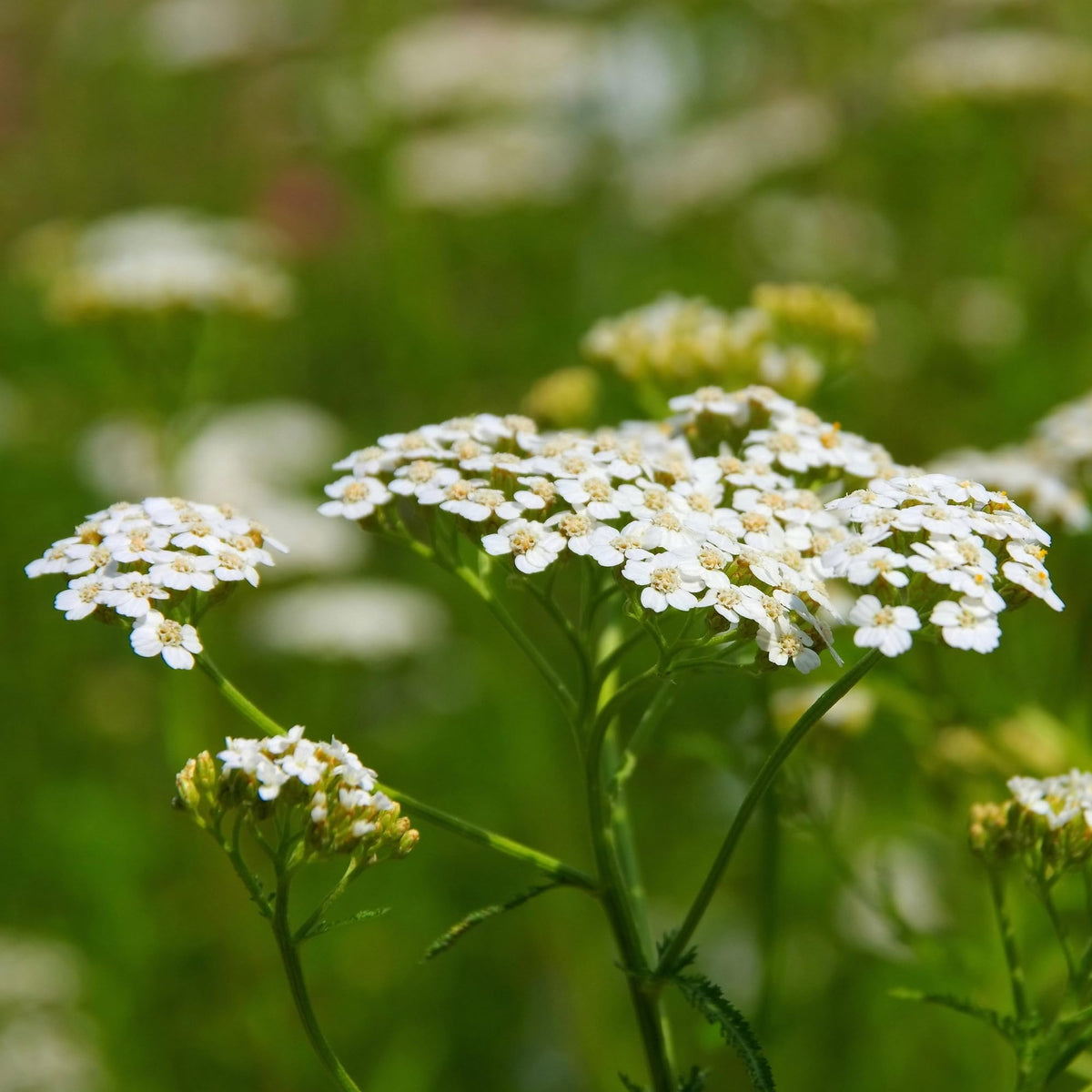 Alpi Nature Yarrow Tea closeup leaves highlight herbal texture