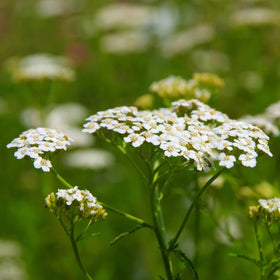 Alpi Nature Yarrow Tea closeup leaves highlight herbal texture