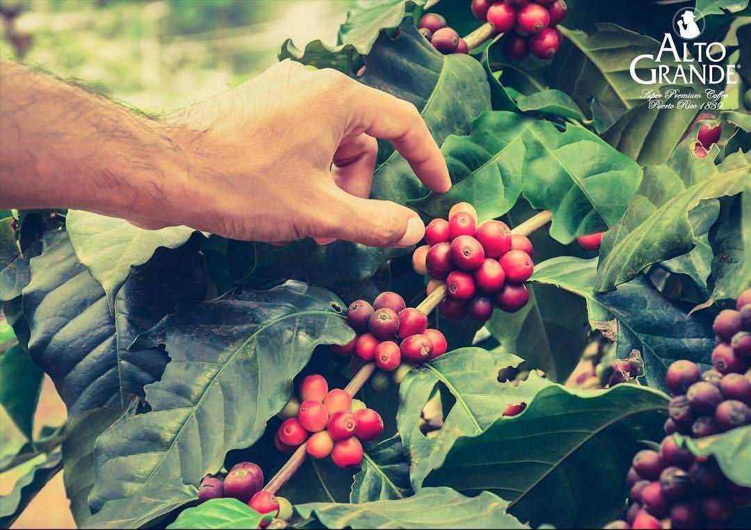 Hacienda origins history reference for Alto Grande coffee.