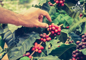 Hacienda origins history reference for Alto Grande coffee.
