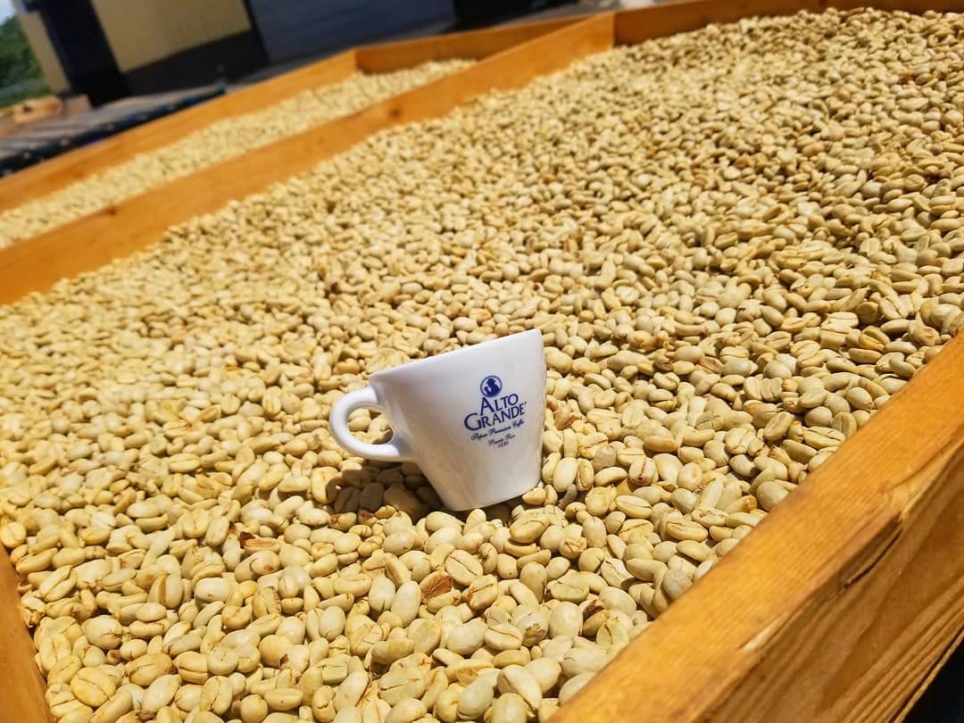 Alto Grande milk frothing setup for milk-based drinks