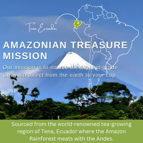 Amazonian Treasure Guayusa antioxidants with chlorogenic acids and L-theanine showcased in infographic.