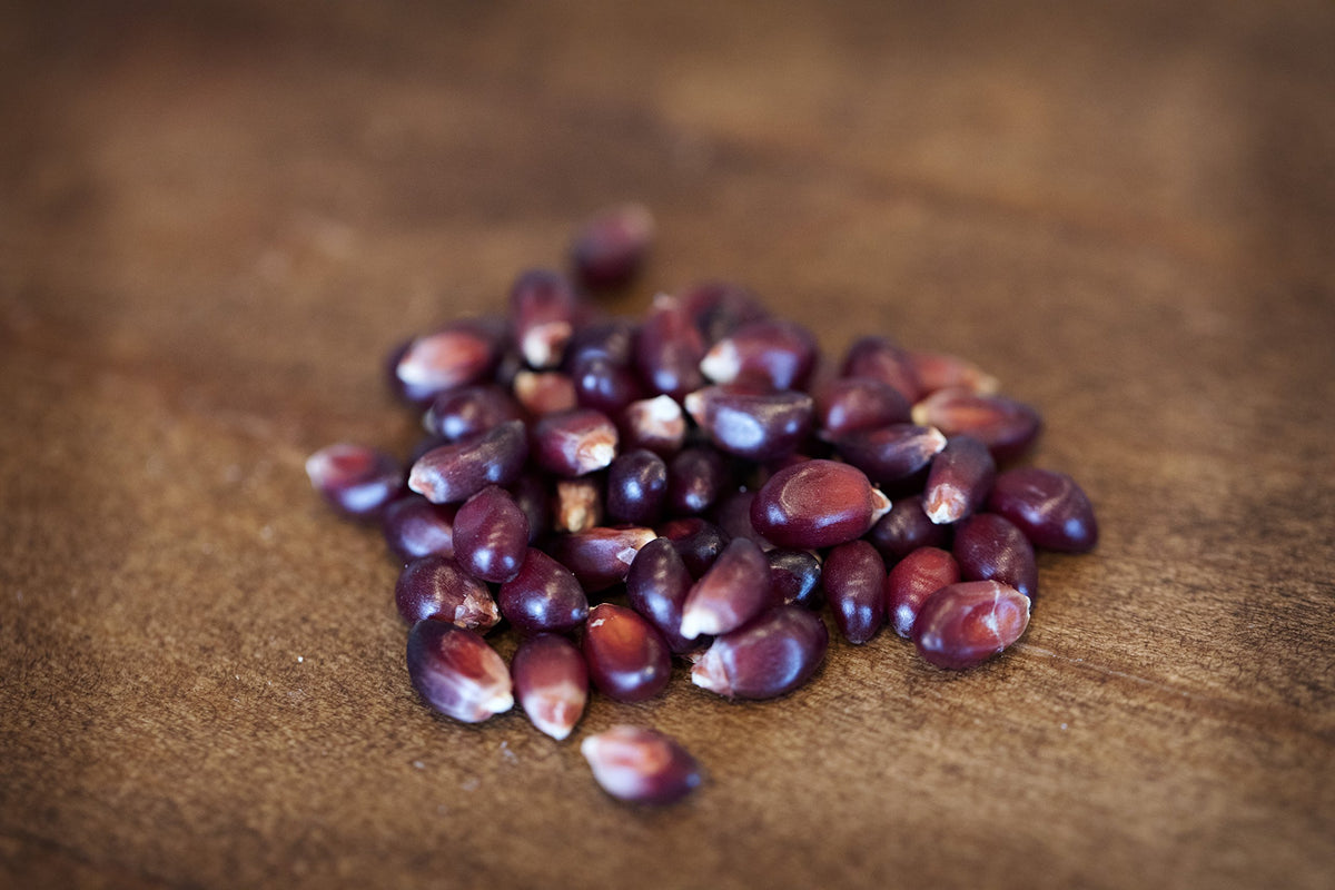 Amish Country Popcorn kernel closeup — vivid red kernels ready to pop into a gourmet treat.