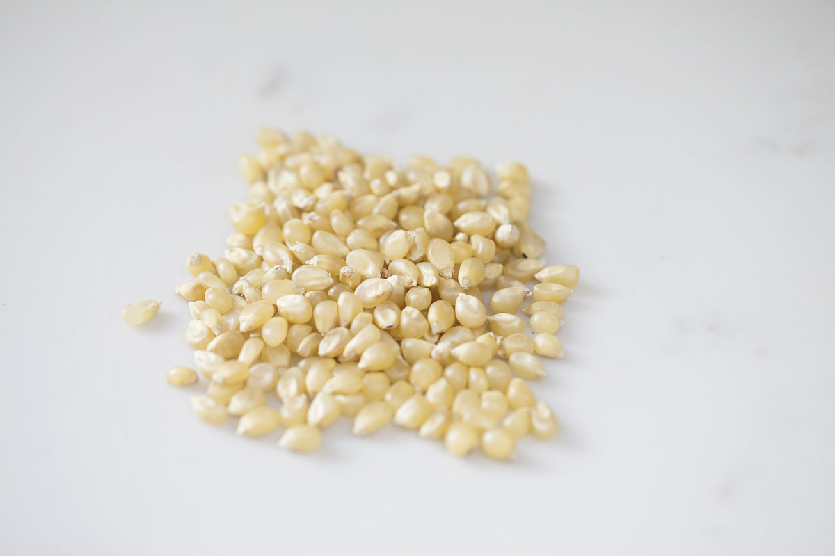 Close-up of Amish Country Popcorn medium white kernels ready to pop.