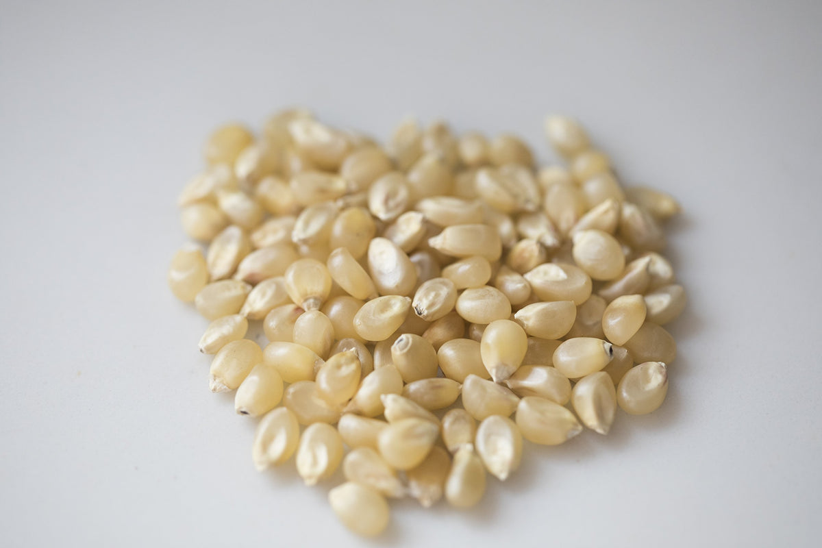 Amish Country Popcorn medium white kernels for fluffy pops