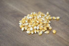 Closeup of medium yellow kernels from Amish Country Popcorn