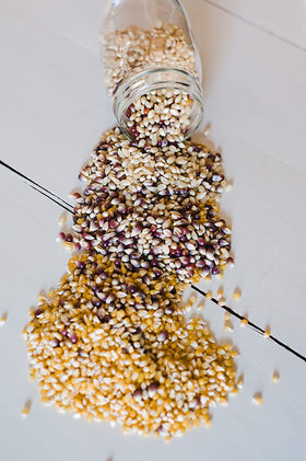 Amish Country Popcorn in a bowl ready for sharing at gatherings.