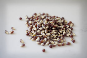 Amish Country Popcorn purple kernels closeup-kernel, showcasing vivid color and natural sweetness.