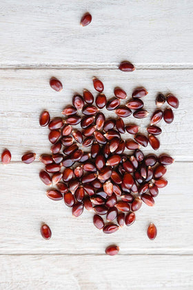 Amish Country Popcorn red kernel closeup highlighting premium non-GMO quality.