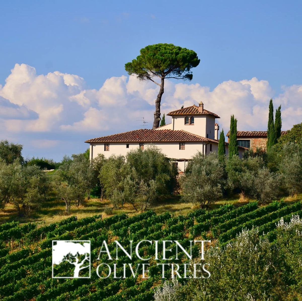 ANCIENT OLIVE TREES pour-spout image suggests easy controlled pouring