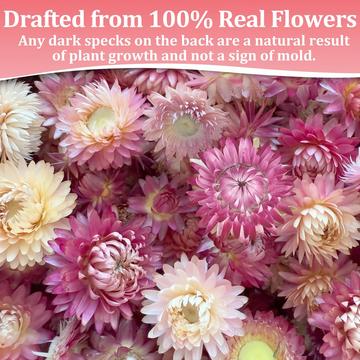 Andekas unique blooms showcase natural variation, lending authentic charm to holiday and wedding desserts.