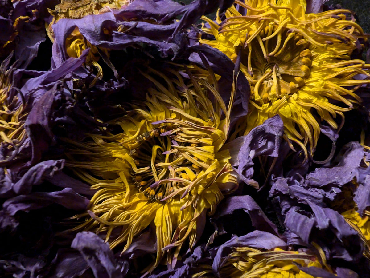 Ankhclave hand-picked lotus flowers with fresh fragrance.
