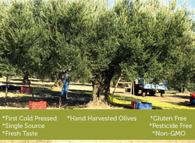 Antique Ephesus olive oil being poured, ideal for finishing dishes.