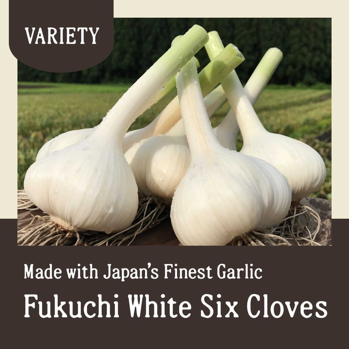 Aomori Farm Black Garlic 500g serving dish ready to plate flavor