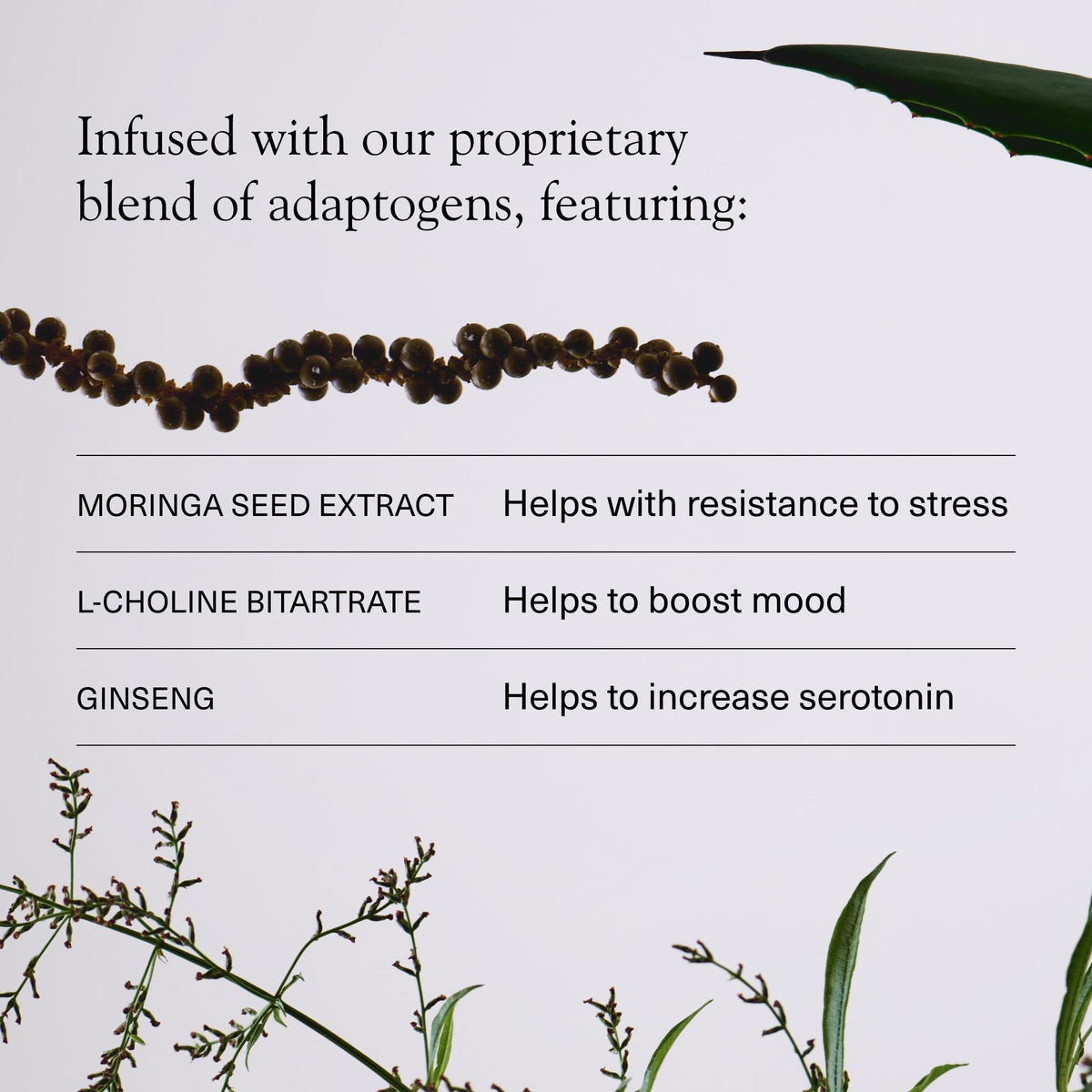 Aplos ARISE label-closeup showcases premium adaptogen blend and flavor.