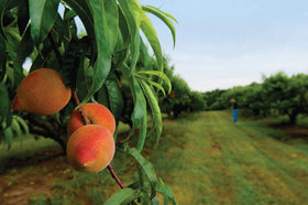 Natural ingredient: Apricot Bitter Kernel Meal supports skin hydration and balance.