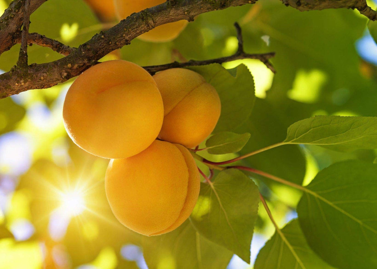 Stand-alone use of Apricot Bitter Kernel Meal as a facial scrub.