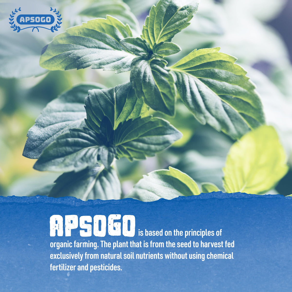 Apsogo finely cut spearmint leaves for easy steeping and flavor.