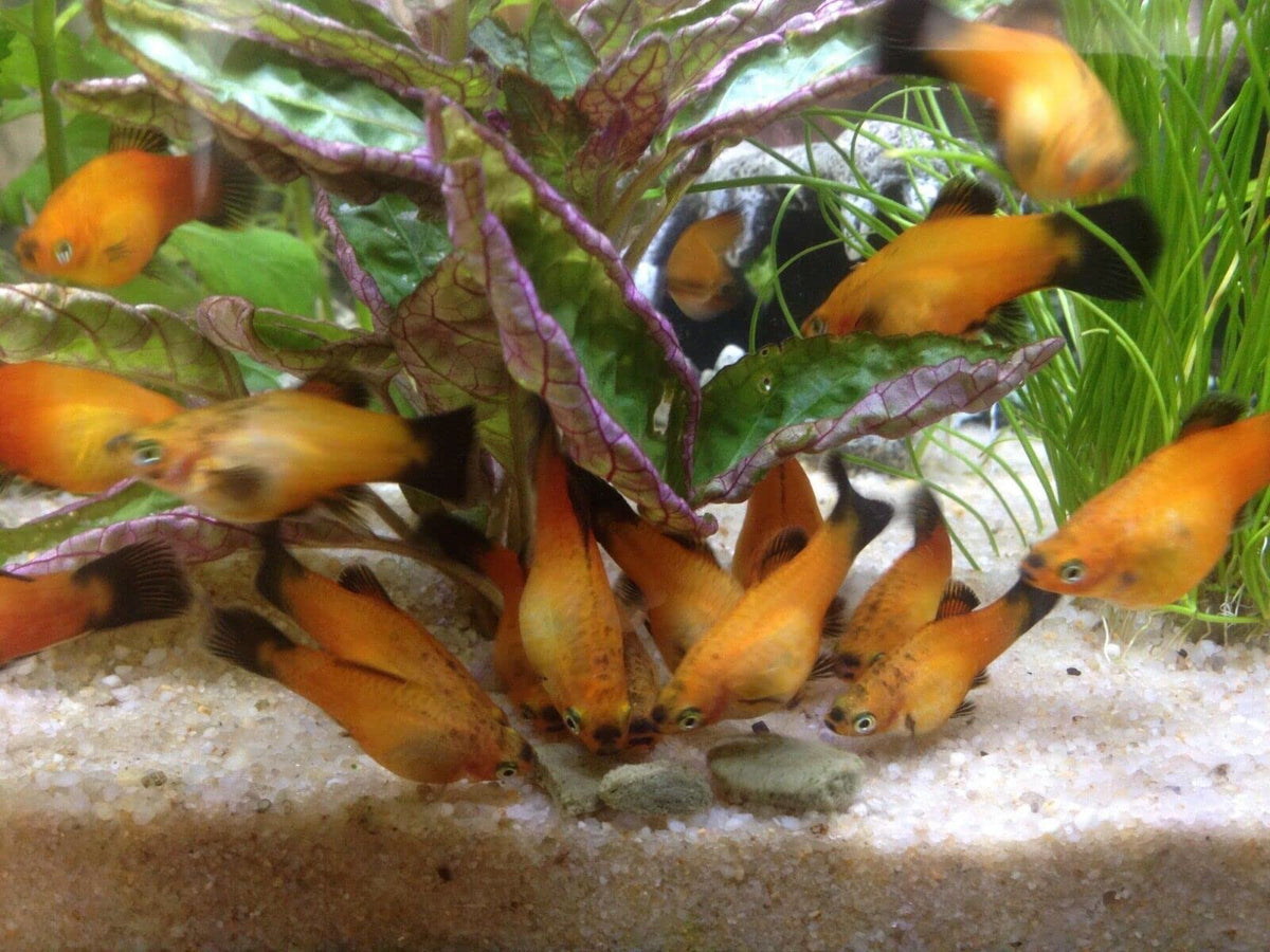 Aquatic Foods Inc. dust-free processing ensures cleaner feeding.