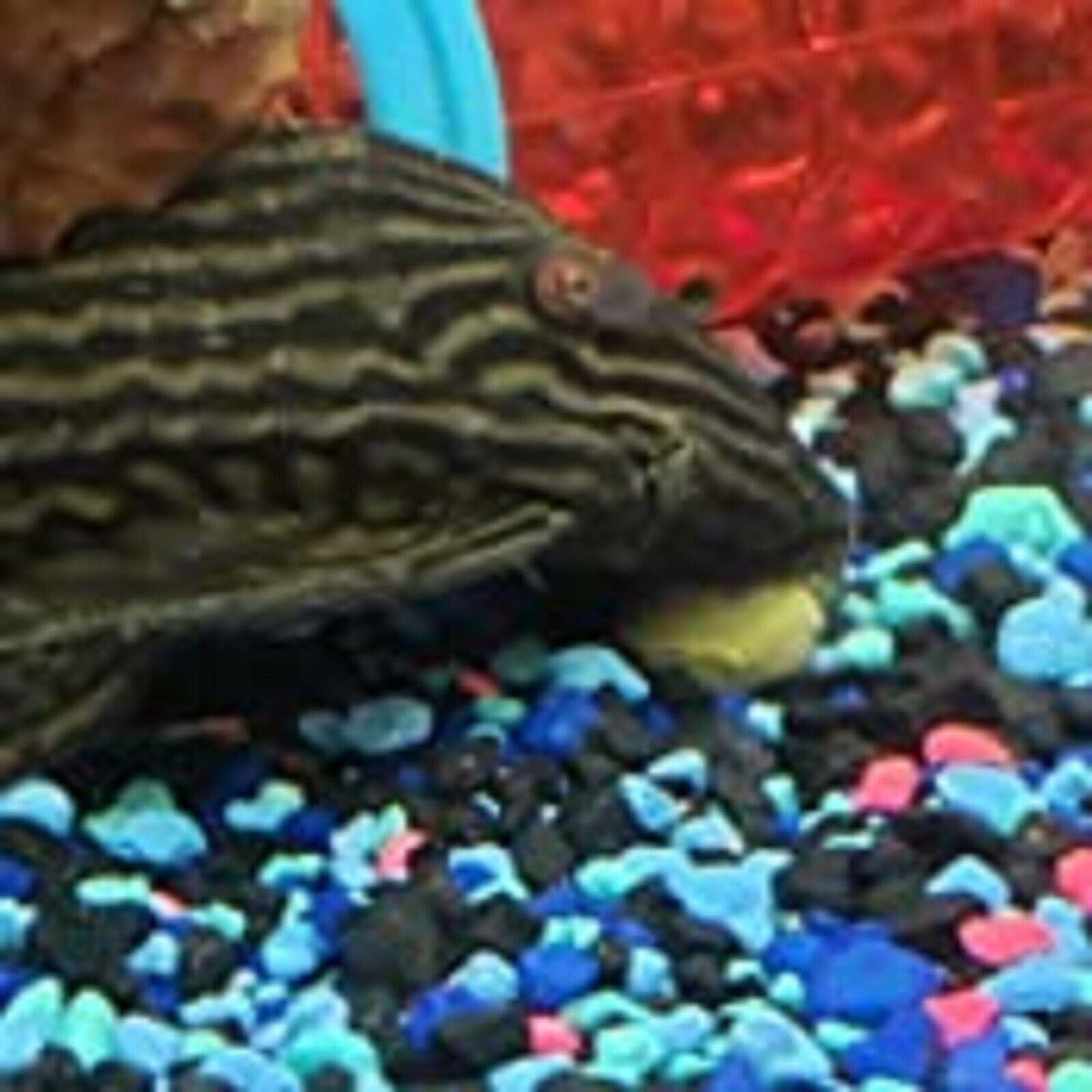 Aquatic Foods Inc. veggie and seaweed wafers enrich daily meals.