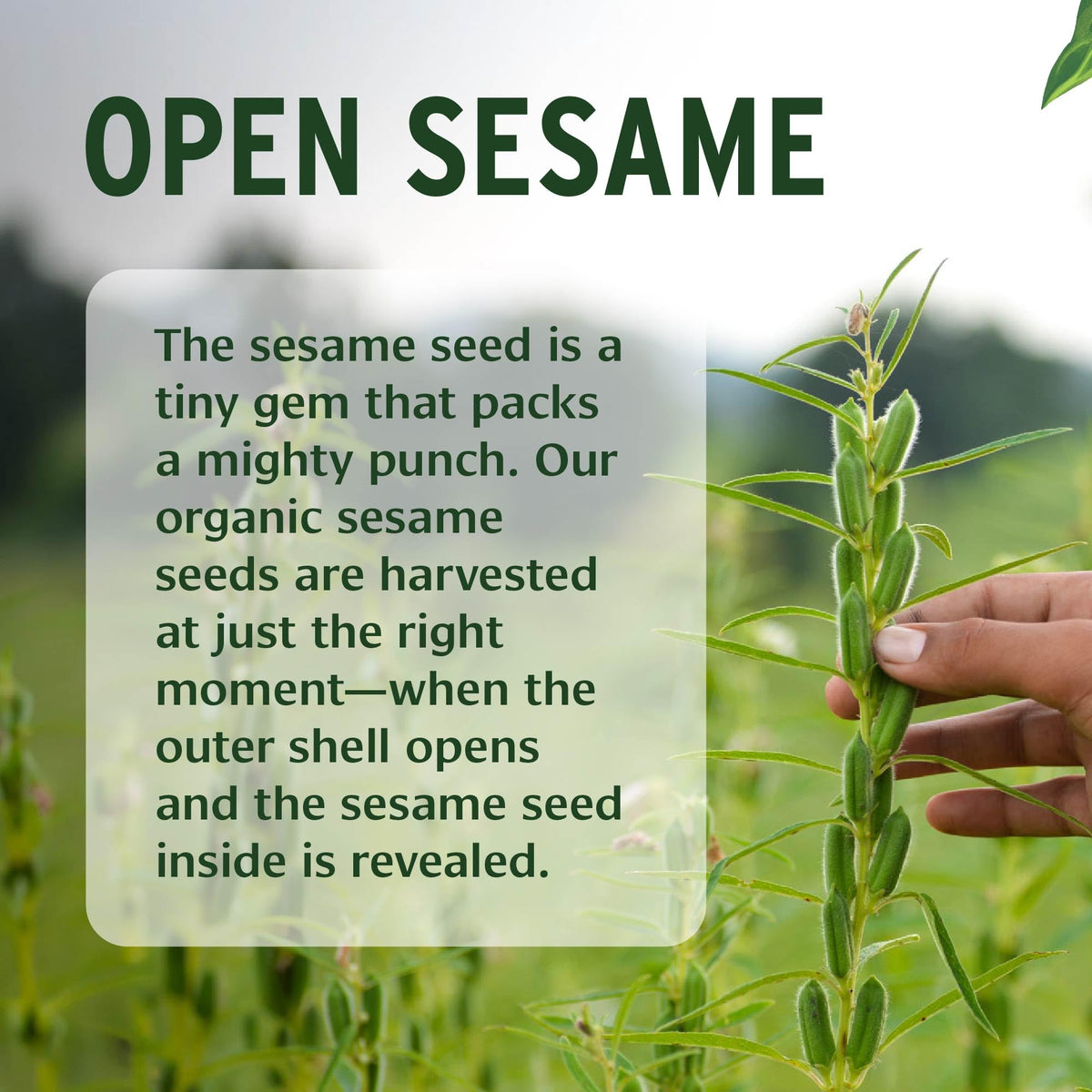 Banyan Botanicals sesame oil label highlighting organic and vegan certification