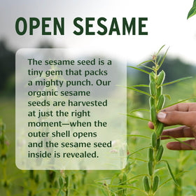 Banyan Botanicals sesame oil label highlighting organic and vegan certification
