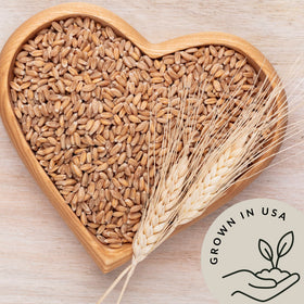 Be Still Farms Einkorn Farro in a soup bowl with hearty texture.