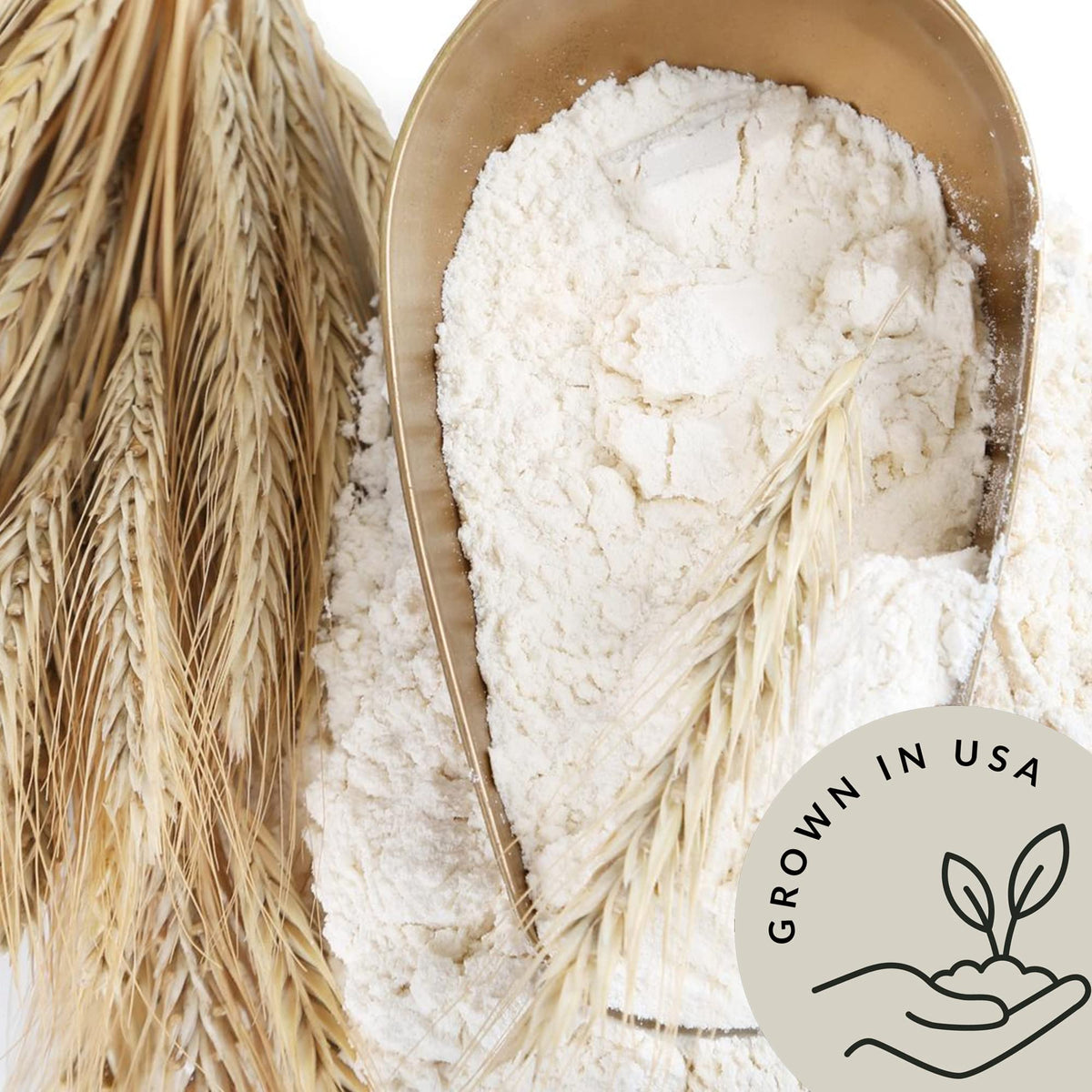 Be Still Farms Einkorn Flour in bread dough, nutty aroma and texture.
