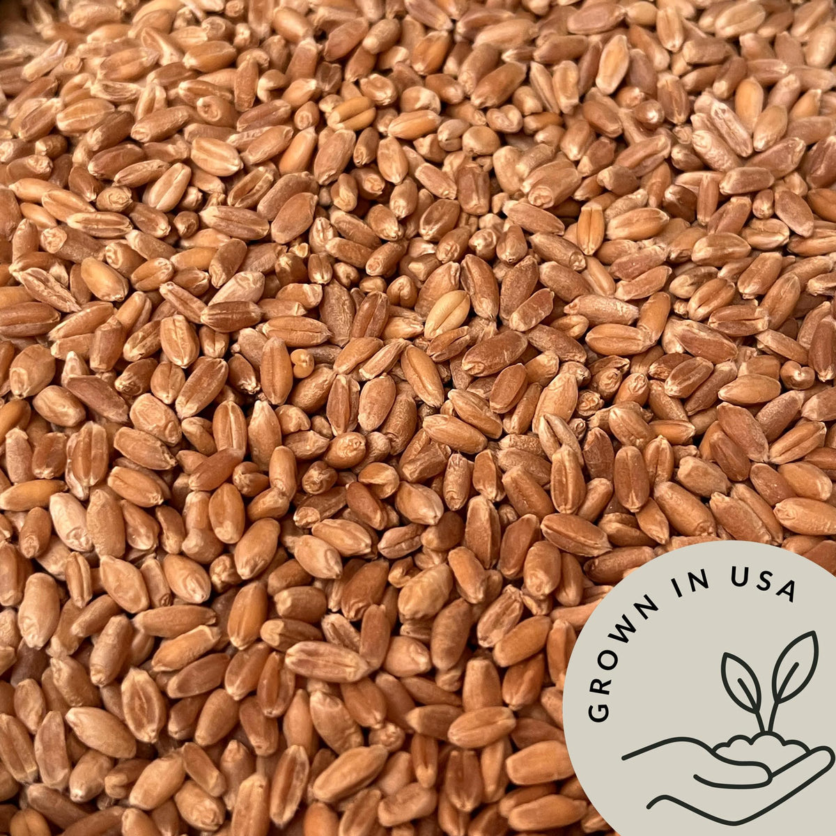 Be Still Farms organic, non-GMO wheat berries for wholesome, everyday cooking.