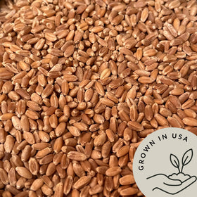 Be Still Farms organic, non-GMO wheat berries for wholesome, everyday cooking.