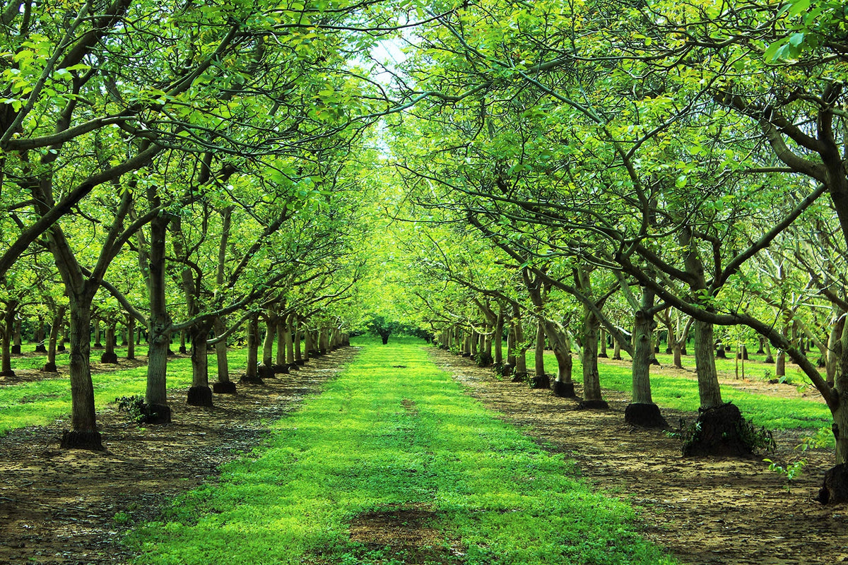 Bertagna Red Walnuts from Chico, California, highlighting farm-to-table origin.