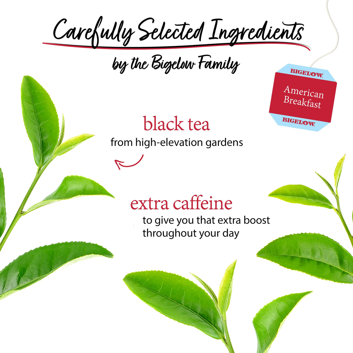 Display of six Bigelow American Breakfast tea boxes for daily use.