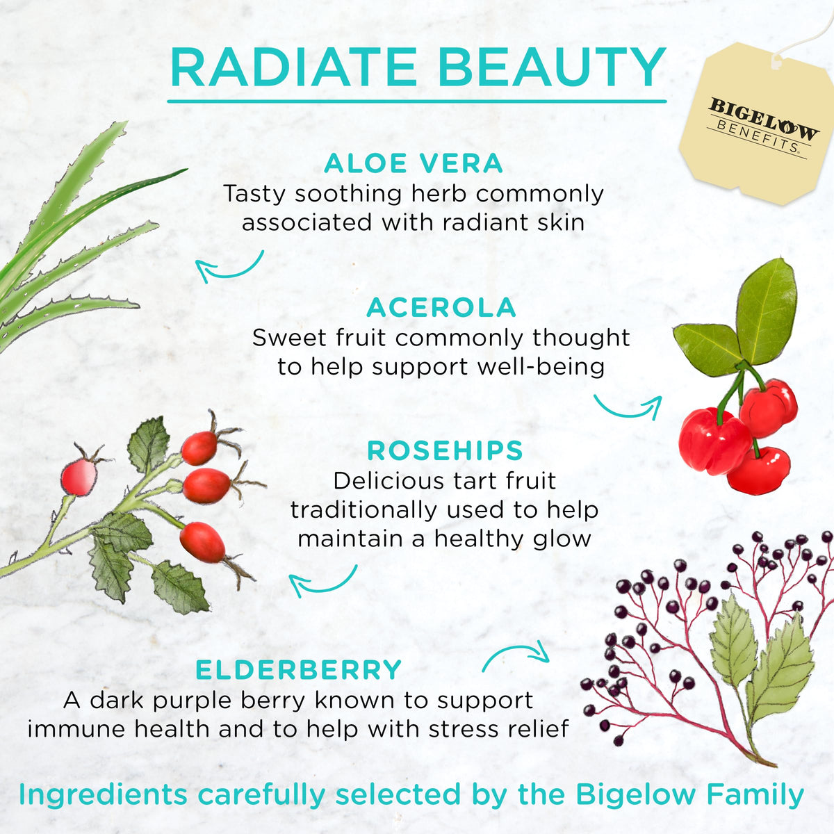 Close-up of aloe vera, acerola, rose hips and elderberries ingredients