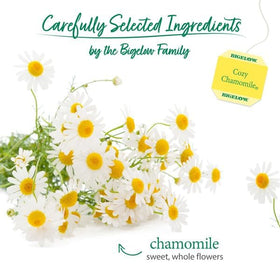 Bigelow Cozy Chamomile box front highlights a calming herbal blend.