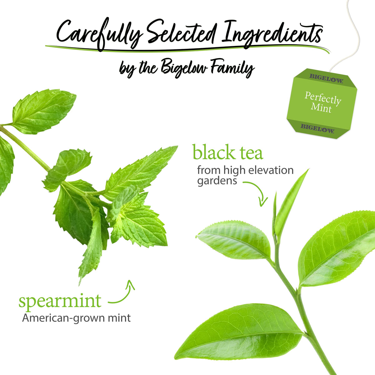 Spearmint leaves with Bigelow Perfectly Mint Black Tea aroma