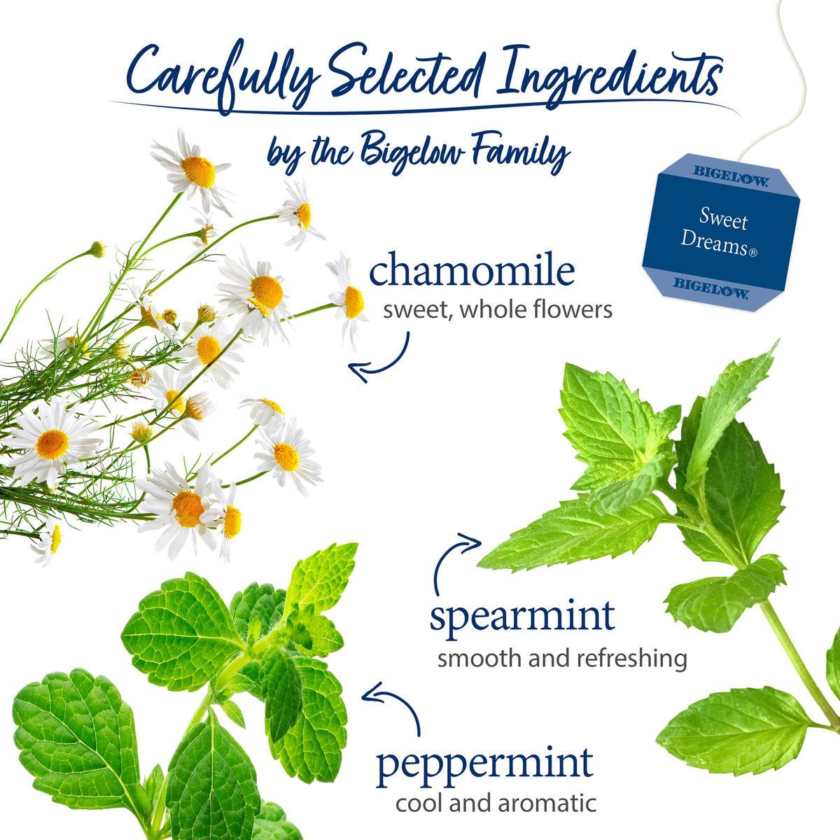 Closeup of Bigelow Sweet Dreams tea bag showing chamomile and mint notes.