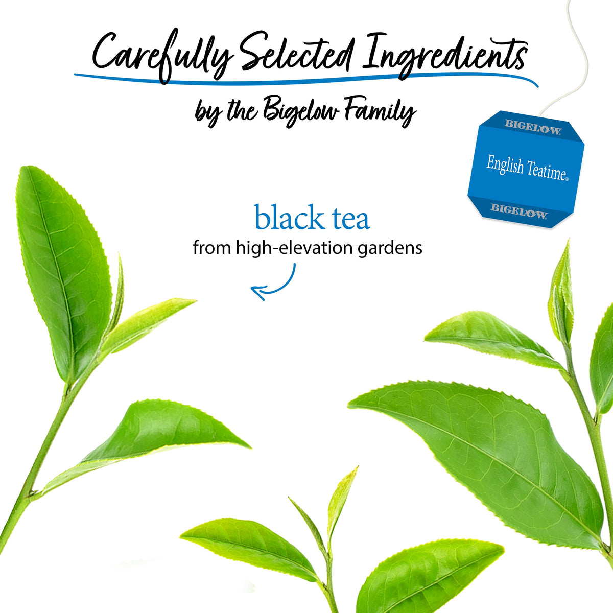 Steeping English Teatime releases bold aroma and smooth finish.