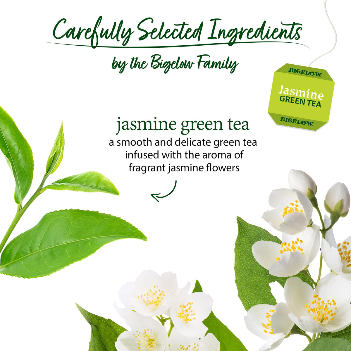 A steaming cup of Bigelow Jasmine Green Tea with a floral aroma