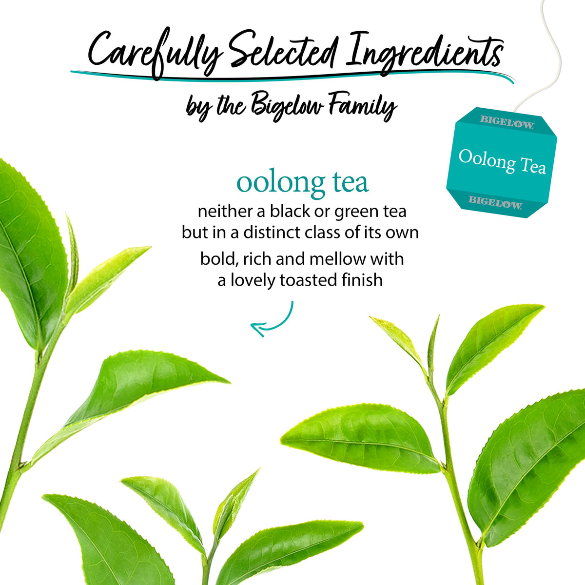 Bigelow Oolong Tea brewed cup, smooth flavor perfect hot or iced.