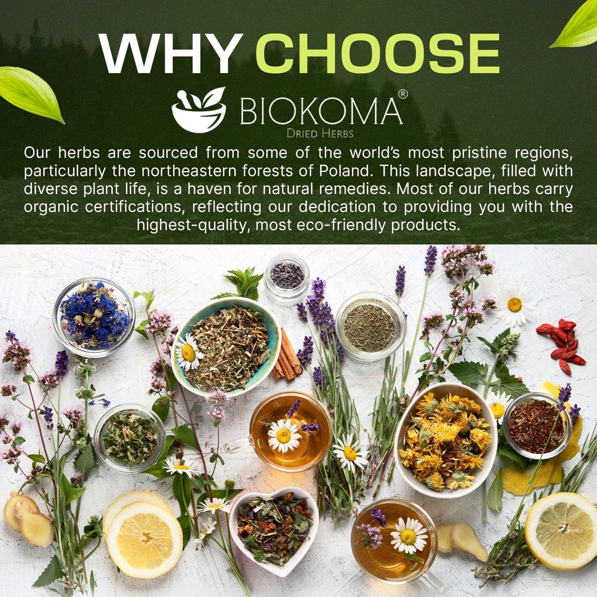 Biokoma Oak Bark steeped cup ready for antioxidant-rich moments.