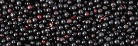 Biotta elderberry juice on shelf with fresh fruit for daily refreshment.