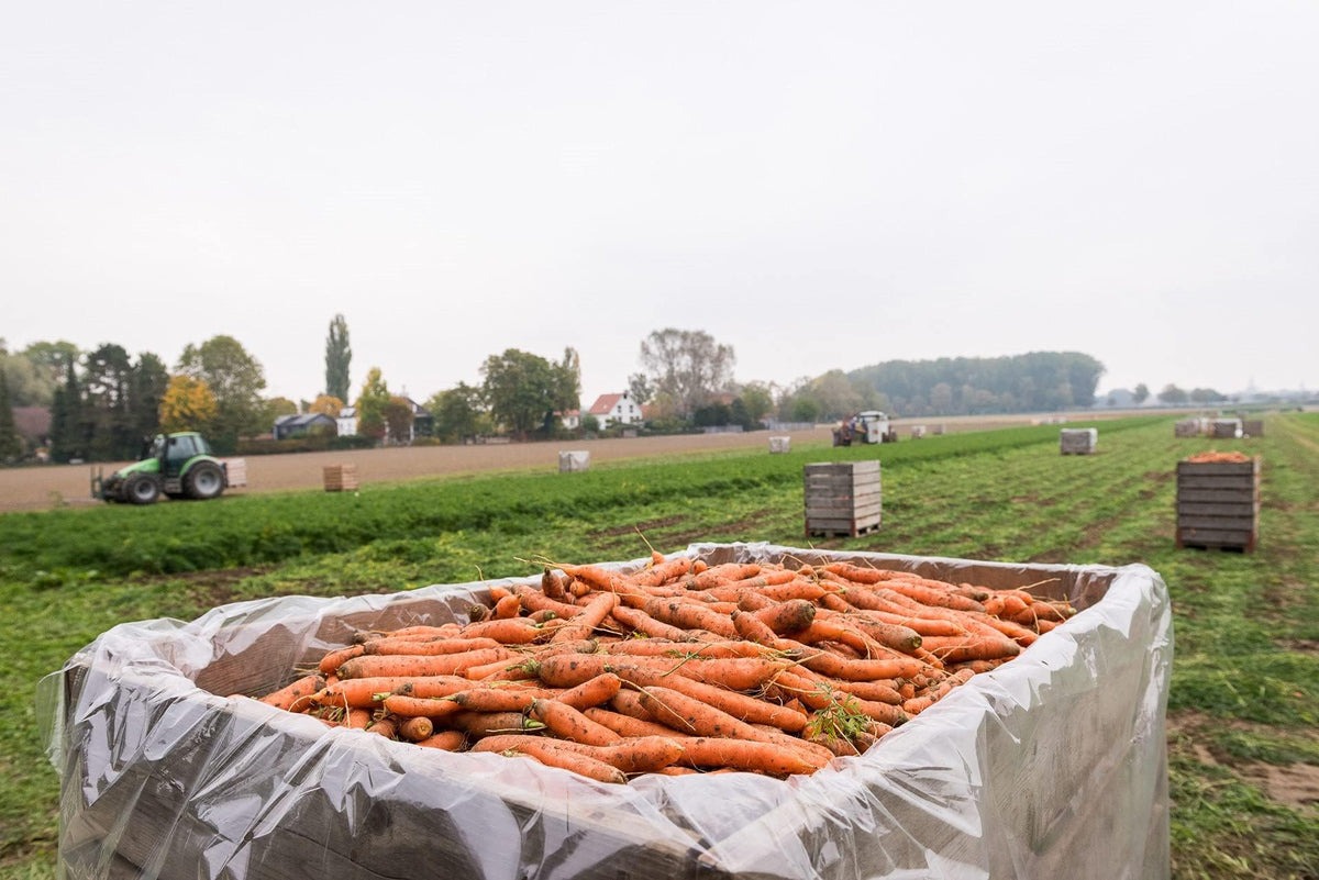 Biotta six-pack of Organic Carrot Juice offers convenient, vegan option.