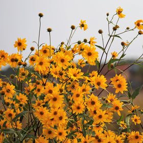 Birch & Meadow Arnica Flowers packaged in the USA for freshness and quality.