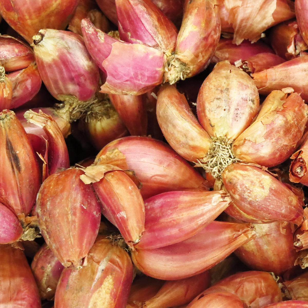 Birch & Meadow freeze-dried shallots in dish to boost sauce flavor.