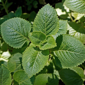 Birch & Meadow Mexican oregano spice pile with vibrant leaves and aroma