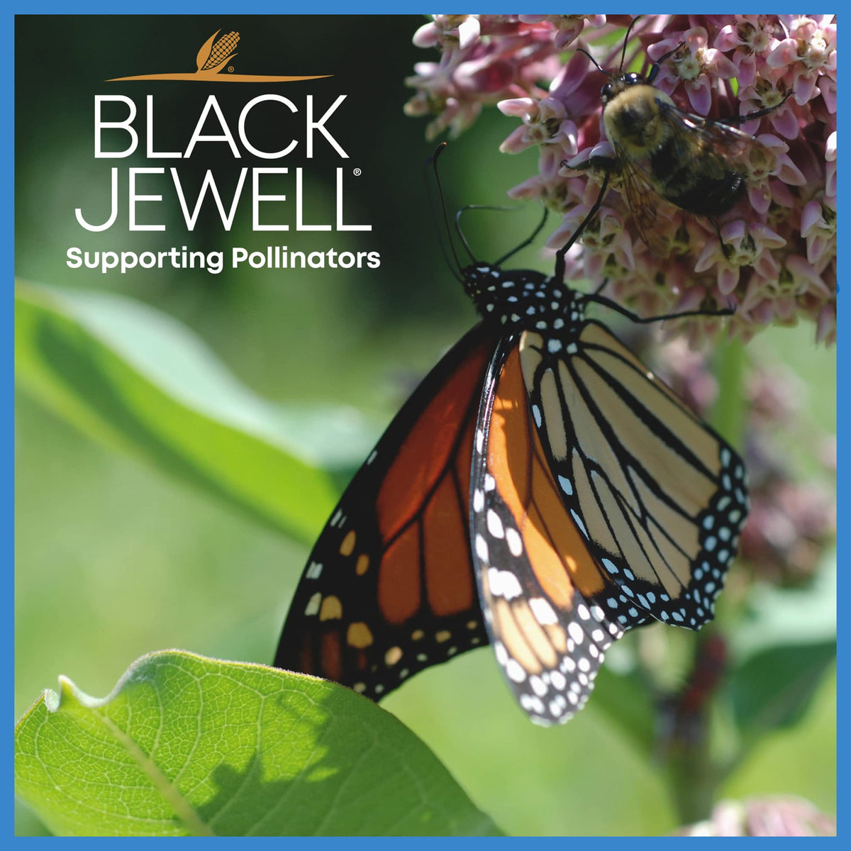 Black Jewell Blue Ribbon White pack shows convenient pantry-friendly packaging